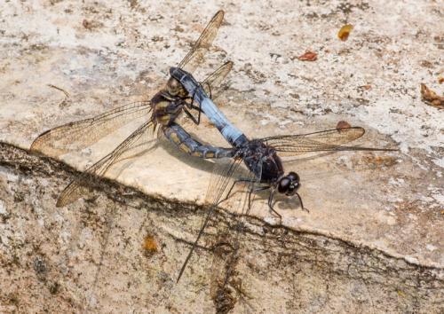 Réf. 227 048 : Orthetrum triangulare